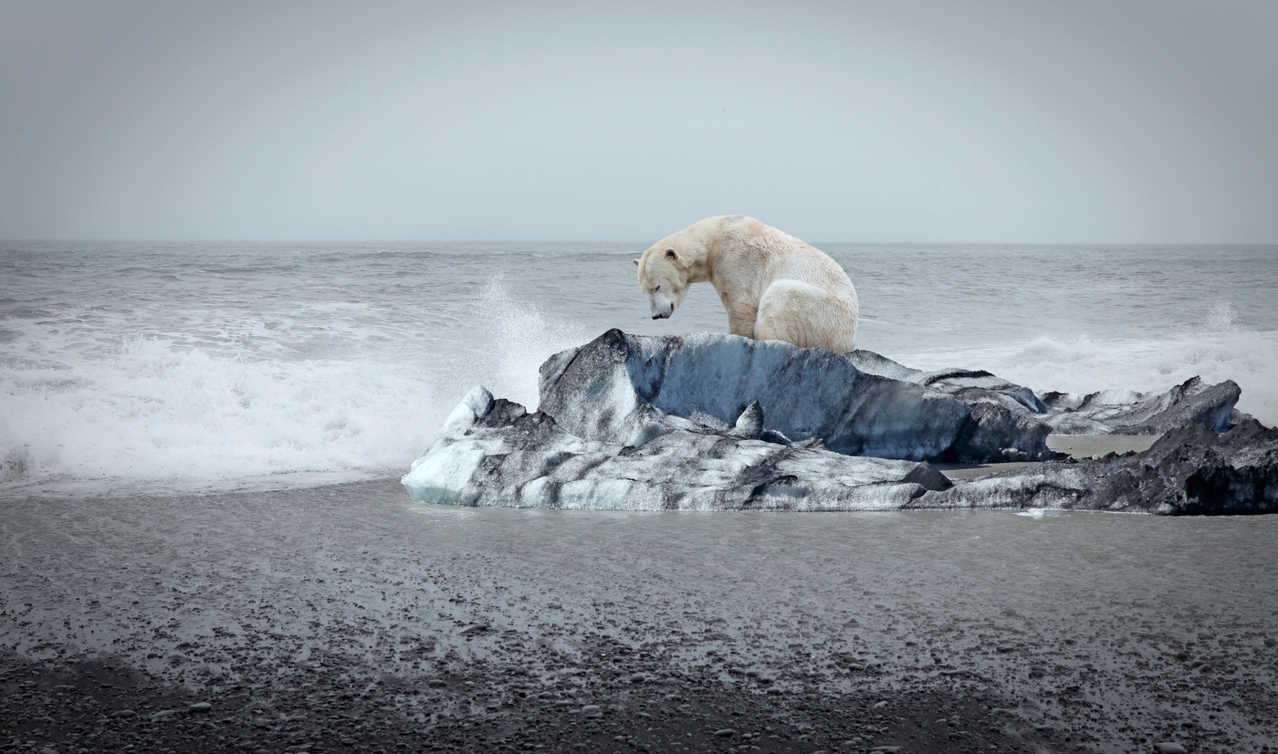 Oso en su habitad